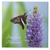 Schmetterling auf Pickerelweed Bloom;