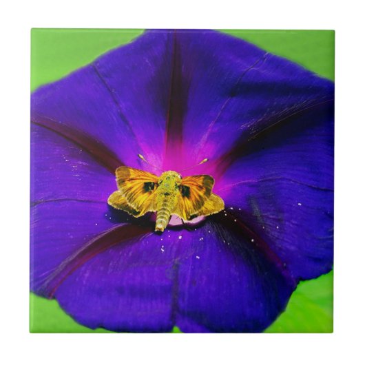 Schmetterling auf Prunkwinde  Fliese (Vorderseite)