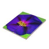 Schmetterling auf Prunkwinde  Fliese (Seite)