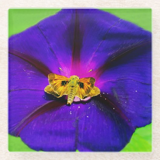 Schmetterling auf Prunkwinde Glasuntersetzer (Vorderseite)