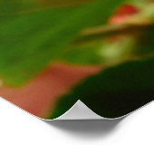 Schmetterling auf Red Blume Poster (Ecke)