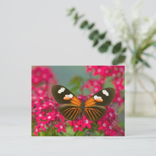 Schmetterling auf rosa Blume Postkarte (Stehend Vorderseite)