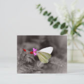 Schmetterling auf rosa Blume Postkarte (Stehend Vorderseite)