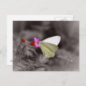 Schmetterling auf rosa Blume Postkarte (Vorne/Hinten)