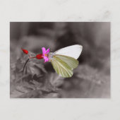 Schmetterling auf rosa Blume Postkarte (Vorderseite)