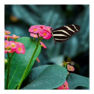 Schmetterling auf rosa Blütenfotografie Poster