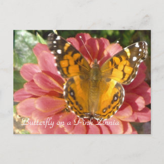 Schmetterling auf rosa Zinnia Postkarte