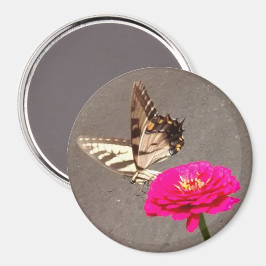 Schmetterling auf Rotem Zinnia mit Pflastergrund Magnet (Vorderseite/Rückseite)