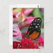 Schmetterling auf Roten Blume Foto Postkarte (Vorne/Hinten)