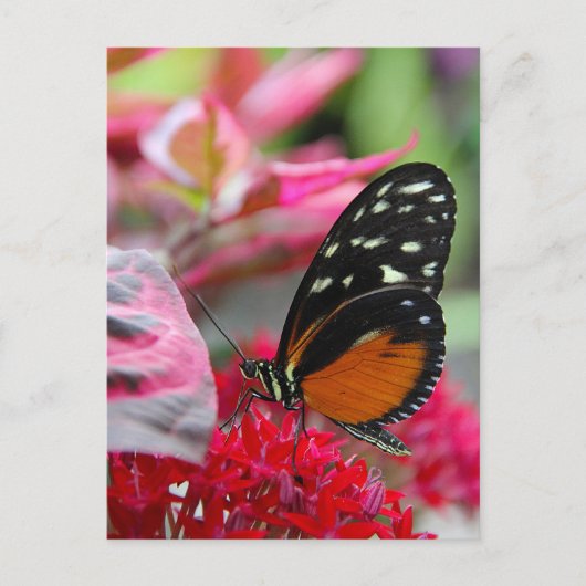 Schmetterling auf Roten Blume Foto Postkarte (Vorderseite)
