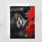 Schmetterling auf roten Blume Postkarte (Vorne/Hinten)
