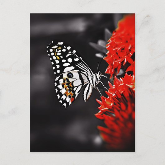 Schmetterling auf roten Blume Postkarte (Vorderseite)