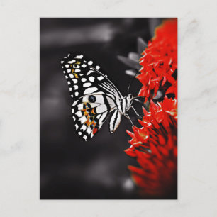 Schmetterling auf roten Blumen Postkarte