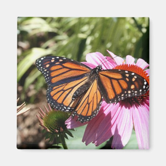 Schmetterling auf roter Blume Magnet (Vorne)
