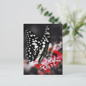 Schmetterling auf roter Blume Postkarte (Stehend Vorderseite)