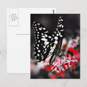 Schmetterling auf roter Blume Postkarte (Vorne/Hinten)
