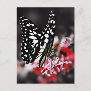 Schmetterling auf roter Blume Postkarte