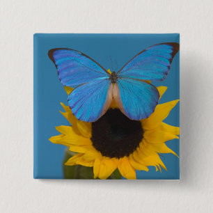 Schmetterling auf Sonnenblume Button