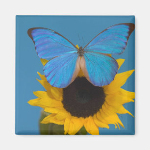 Schmetterling auf Sonnenblume Magnet