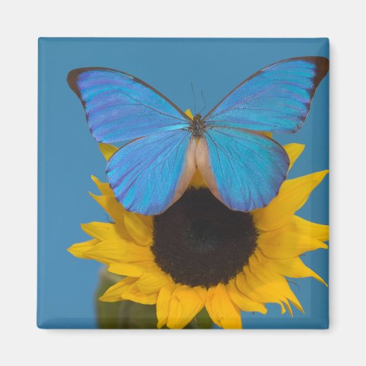 Schmetterling auf Sonnenblume Magnet (Vorne)