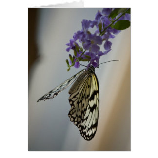 Schmetterling auf violetten Blumen