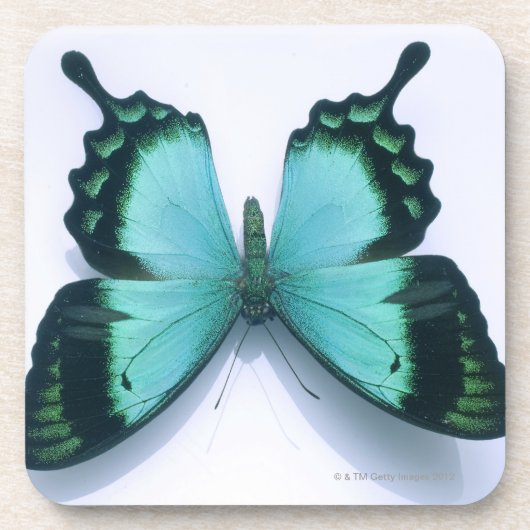 Schmetterling auf Weiß Getränkeuntersetzer (Vorderseite)