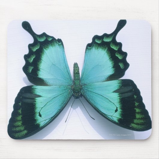 Schmetterling auf weiß mousepad (Vorne)