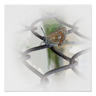 Schmetterling auf Zaun Poster
