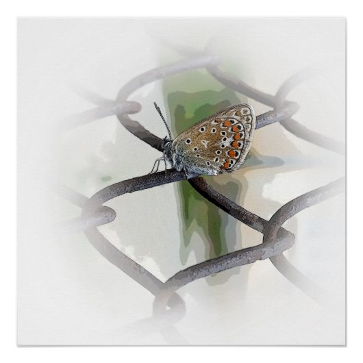 Schmetterling auf Zaun Poster (Vorderseite)