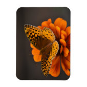 Schmetterling auf Zinnia Magnet (Vertikal)