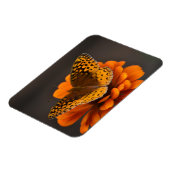 Schmetterling auf Zinnia Magnet (Linke Seite)
