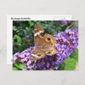 Schmetterling aus dem Auge ~ Postkarte (Vorne/Hinten)