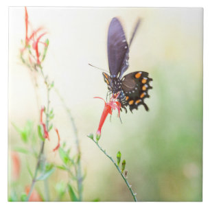 Schmetterling aus Pipevine Frack im Nachmittagsleb Fliese