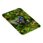 Schmetterling aus Pipevine Frack Magnet (Rechte Seite)