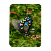 Schmetterling aus Pipevine Frack Magnet (Vertikal)