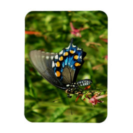 Schmetterling aus Pipevine Frack Magnet