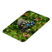 Schmetterling aus Pipevine Frack Magnet (Linke Seite)