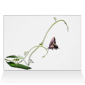 Schmetterling aus schwarzem Frack (Innenansicht Horizontal (Oben))