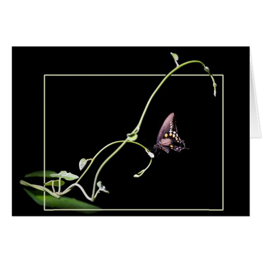 Schmetterling aus schwarzem Frack (Vorderseite (Horizontal))