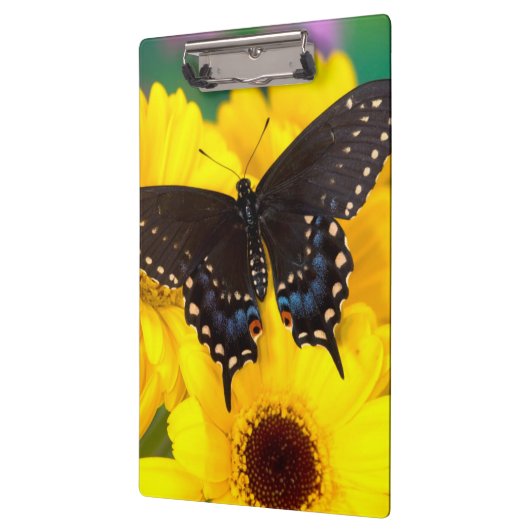 Schmetterling aus schwarzem Frack Klemmbrett (Links)