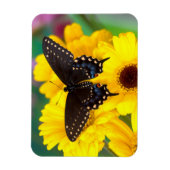 Schmetterling aus schwarzem Frack Magnet (Vertikal)