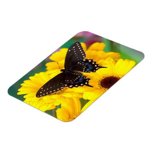 Schmetterling aus schwarzem Frack Magnet (Linke Seite)