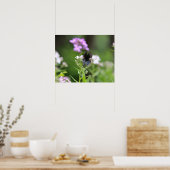 Schmetterling aus schwarzem Frack Poster (Küche)