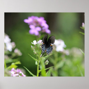 Schmetterling aus schwarzem Frack Poster
