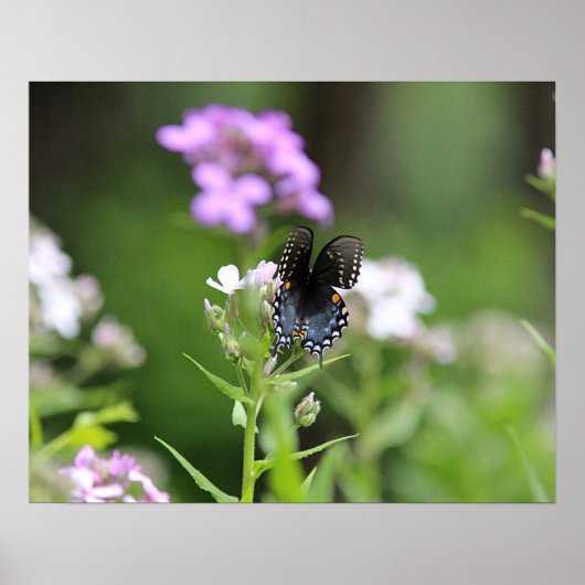 Schmetterling aus schwarzem Frack Poster (Vorne)