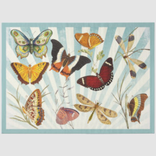 Schmetterling ausgeschnitten und Gewebespapier zus Seidenpapier