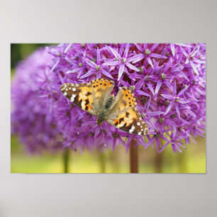 Schmetterling bewegt sich von Globemaster-Zwiebel Poster