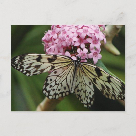 Schmetterling-Blume 2 Postkarte (Vorderseite)