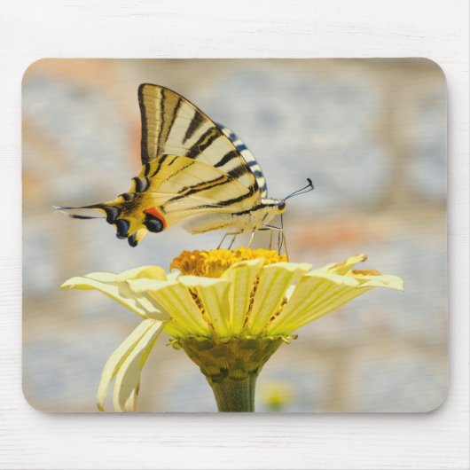 Schmetterling, Blume, Natur Mousepad (Vorne)