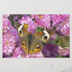 Schmetterling Briefpapier
